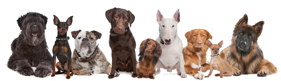dogs