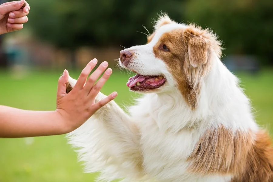 highfive-min highfive min