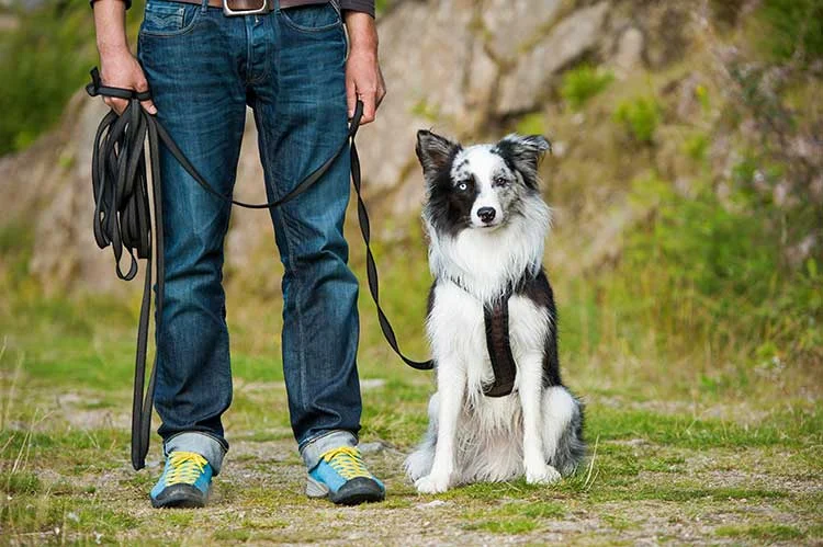 How And When To Use A Long Dog Leash How And When To Use A Long Dog Leash