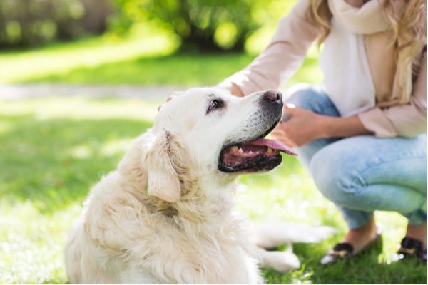 close up of woman with labrador dog on walk