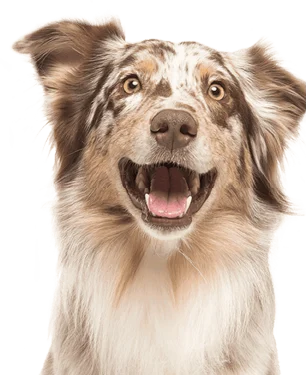 eececbcce AustralianShep rob edit resize min Image