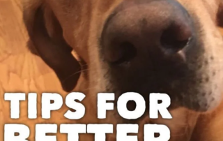 blog dog photos