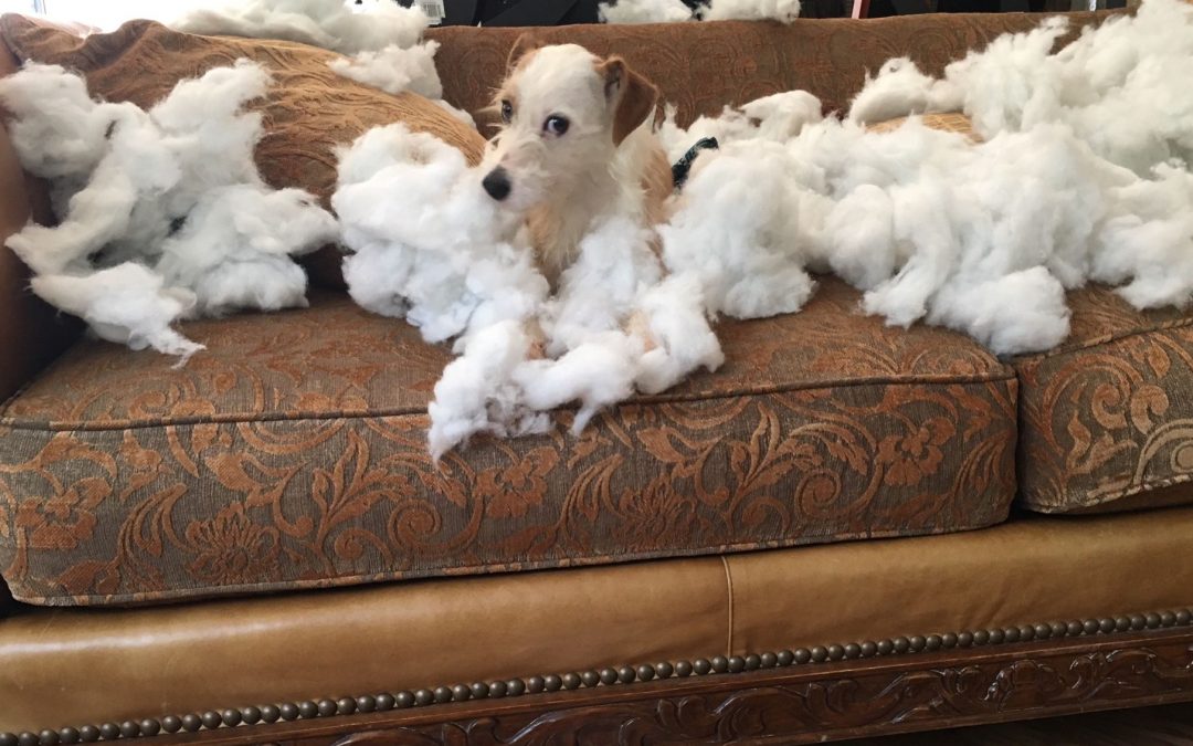 How do I fix the barking? Teaching vs. Correcting a Single Behavior