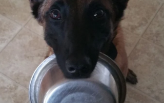 Dog Training