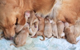 group of first day golden retriever puppies natural shot