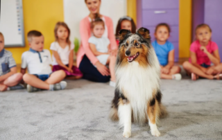 Happy shetland sheepdog in the preschool