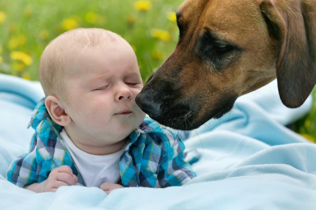 Dog meeting baby for the first time