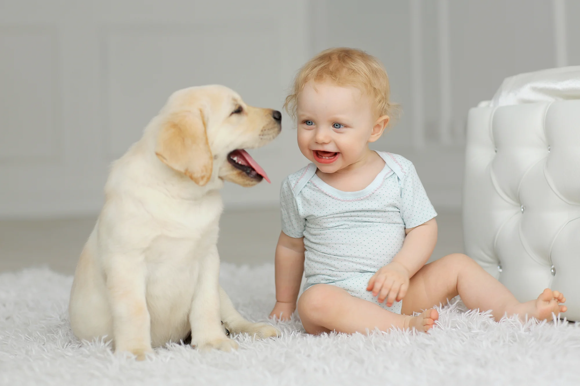 Dog trained by the Dog Wizard Dog and baby playing