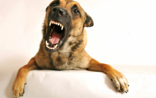 Aggressive dog that needs obedience training