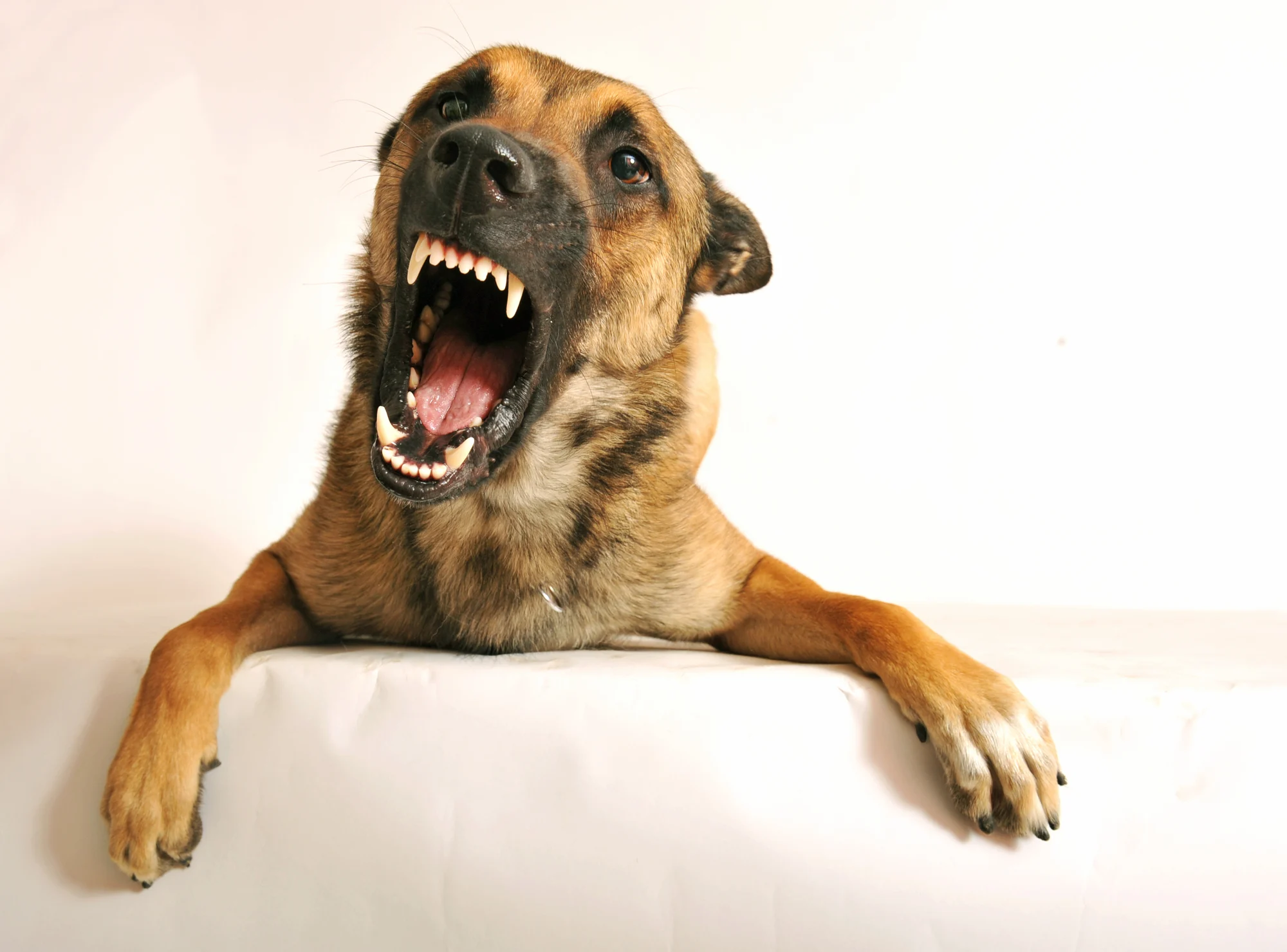 Aggressive dog that needs obedience training
