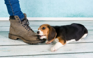 Puppy biting owner's foot