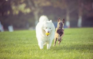 Happy dogs playing outdoors - Calming an excited dogs