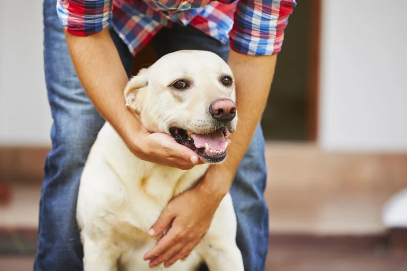 Rewarding calm behavior to an overexcited dog