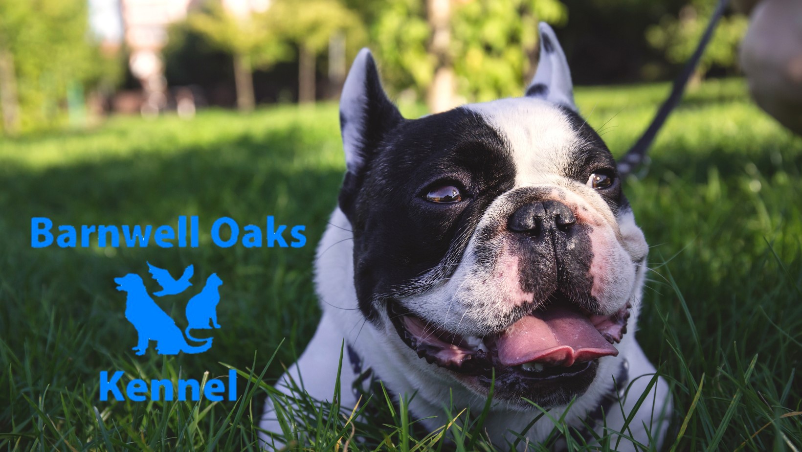 The Dog Wizard Columbia Partners with Local Boarding Facility to Expand