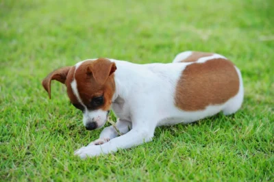 Why Does My Dog Eat Grass