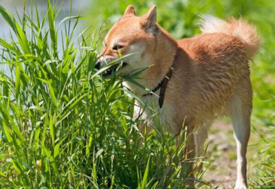 why do dogs eat grass outdoors
