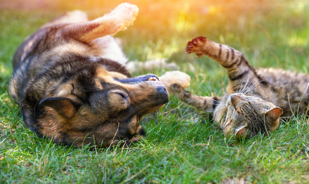 Dog and cat best friends playing together outdoors