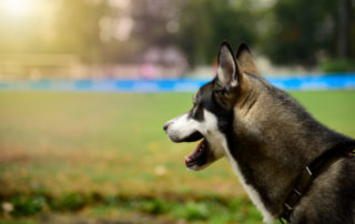 Portrait of a husky dog looking at a green lawn