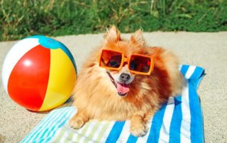 Cute puppy sun bathing on the beach