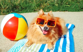 Cute puppy sun bathing on the beach