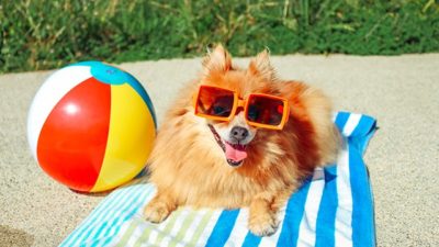 Cute puppy sun bathing on the beach - Summer Safety Tips For Dogs