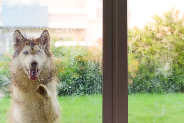 Siberian dog outside a glass door wanting to enter the house what to do when your dog runs off