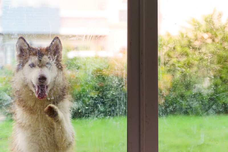 5 Tips on What to Do When Your Dog Runs Off The Dog Wizard