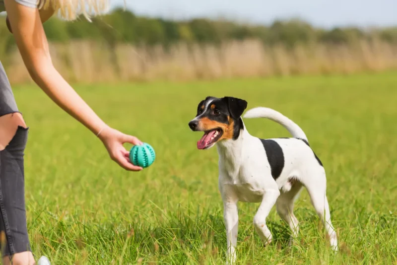 Playing fetch to help prepare the dog for back to school time