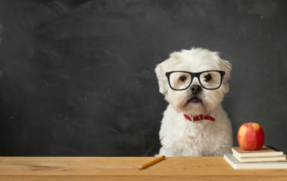 Small white dog sitting at a school desk for dog for back to school tim