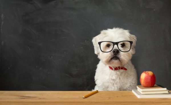 Small white dog sitting at a school desk for dog for back to school tim