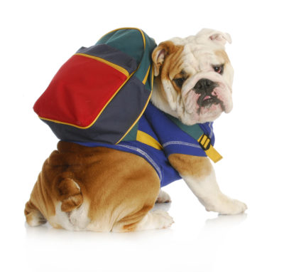 Wearing bagpack for dog for school time.