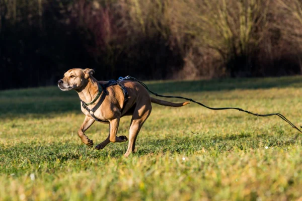Dog escape and what to do when your dog runs off.