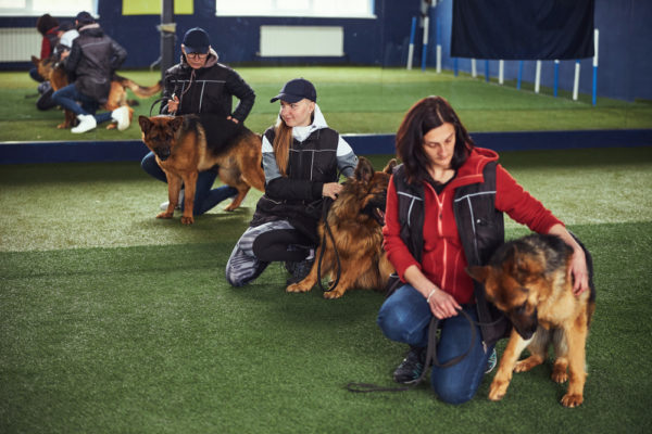 Dog training<br>dog training near me<br>dog training Rochester NY<br>Puppy Training