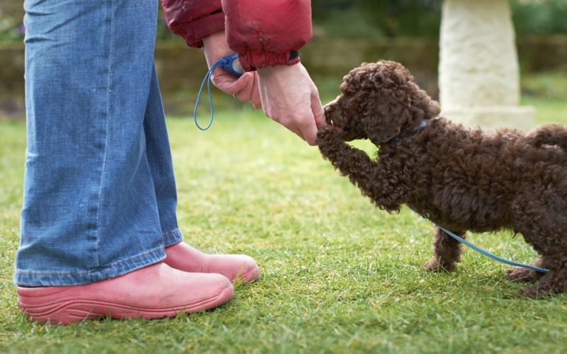 Owner of a miniature poodle puppy shows on how to use a clicker for dog training