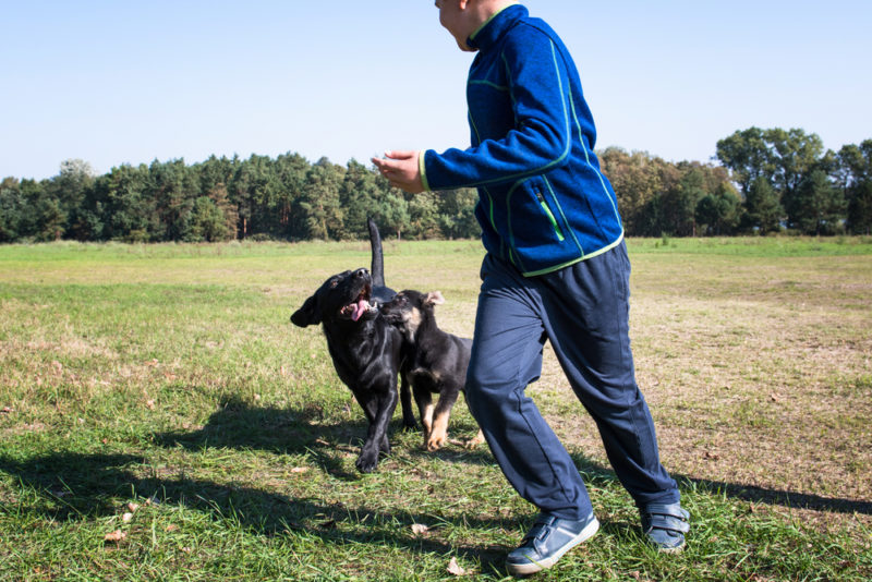 Owner uses clicker training for dogs while playing with them in the park