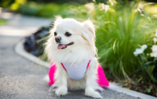 what to do when your dog gets out - small longhair chihuahua