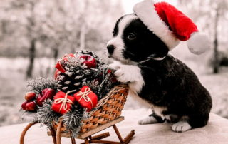 preparing your dog for the holidays