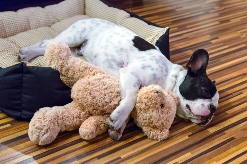 Quiet place as a Safe Spot for your dog during the holidays