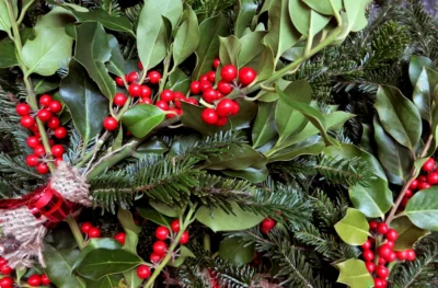 mistletoe