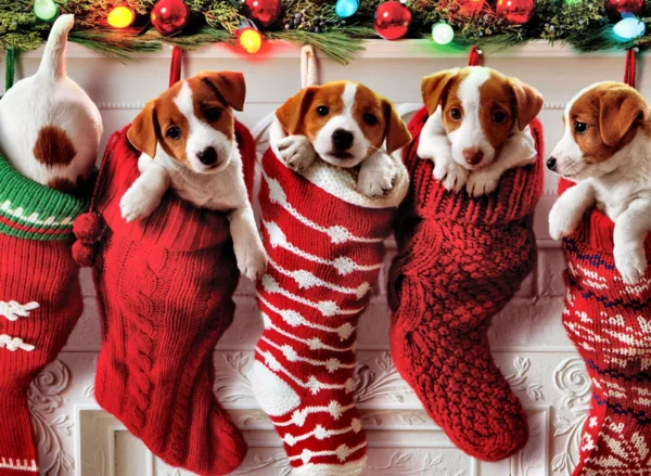 Christmas safety tips for dogs