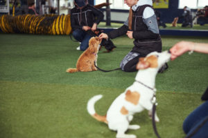 dog trainer's training