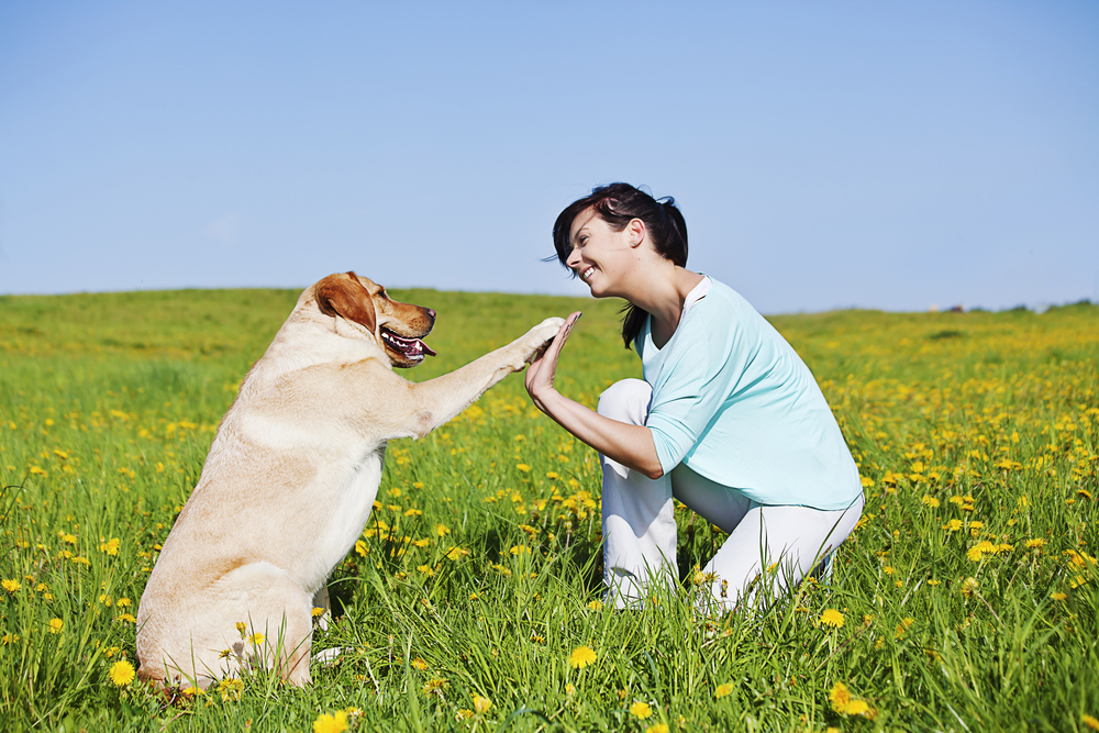 Dog trainer