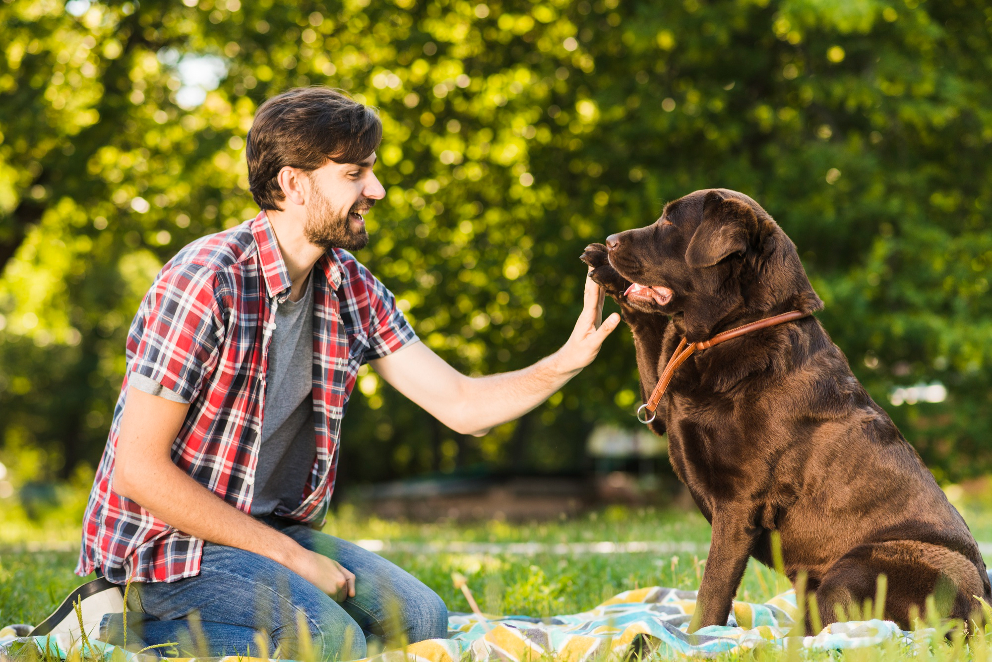 Dog training certification