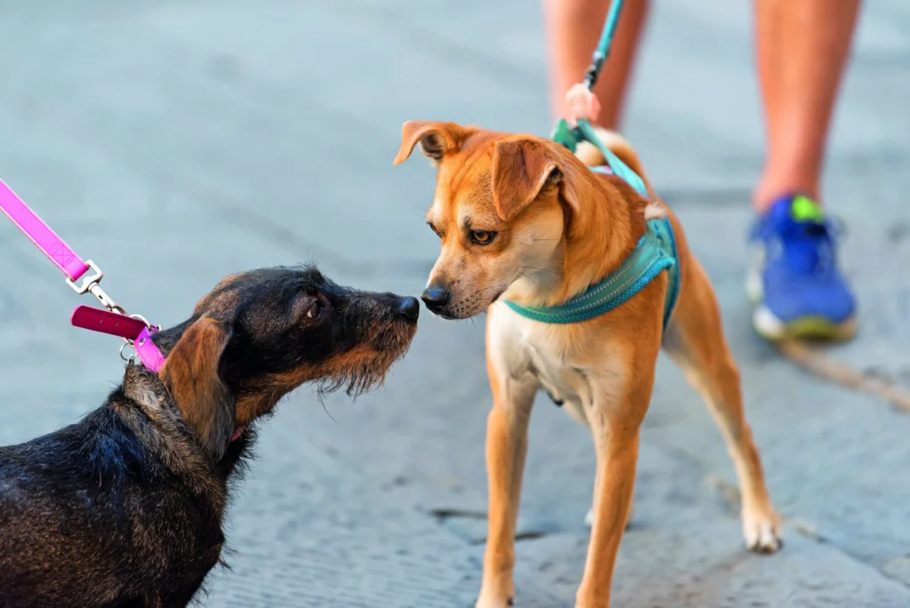 how to introduce a rescue dog to your dog