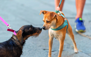how to introduce a rescue dog to your dog