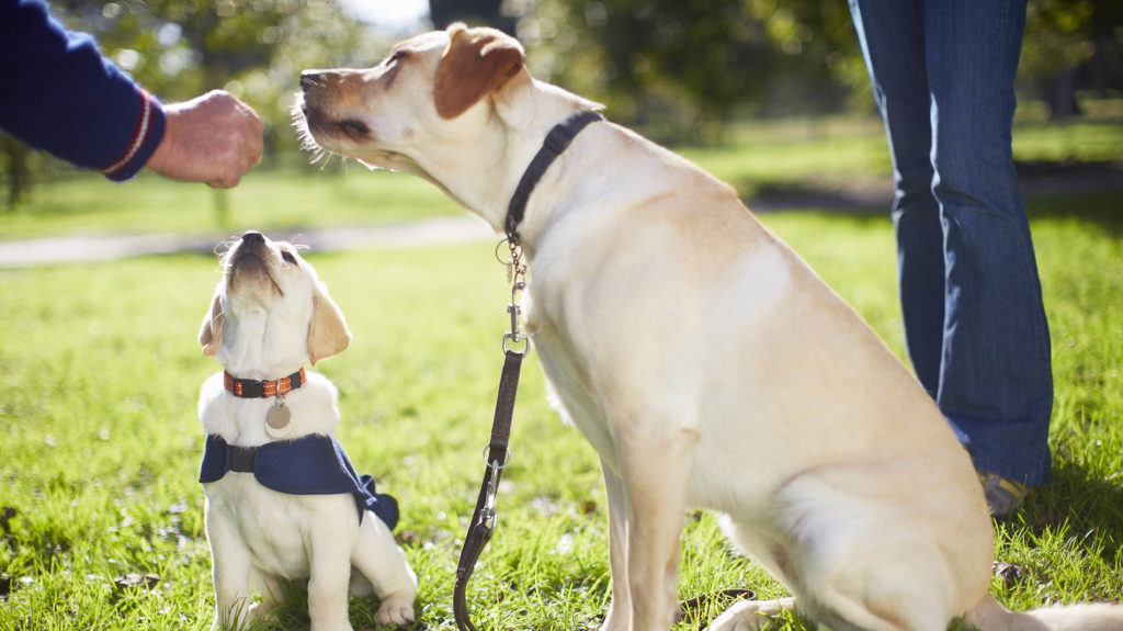 Training your rescue dog and your dog