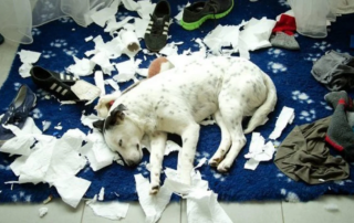 Why Do Puppies Chew
