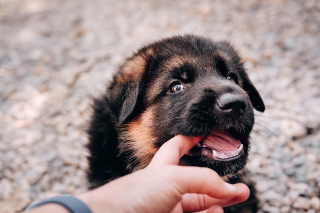 Reasons Behind Puppy Biting