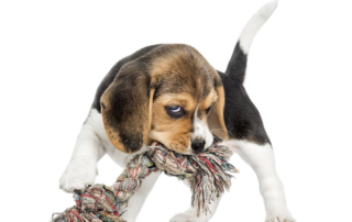 Why Does My Puppy Bite So Hard