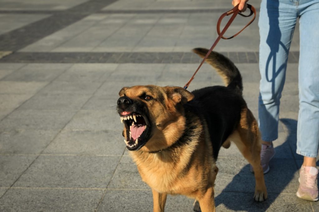 How To Live With an Aggressive Dog-